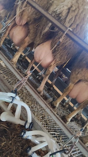 vând berbecuți assaf - imagine 4