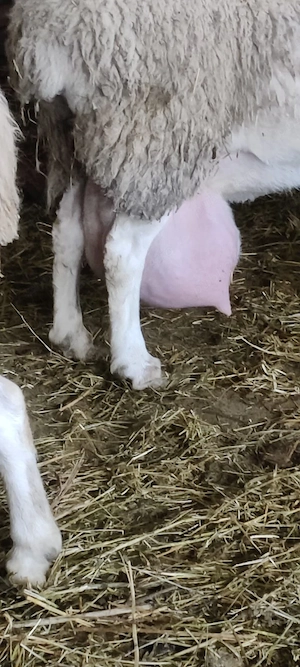 vând berbecuți assaf