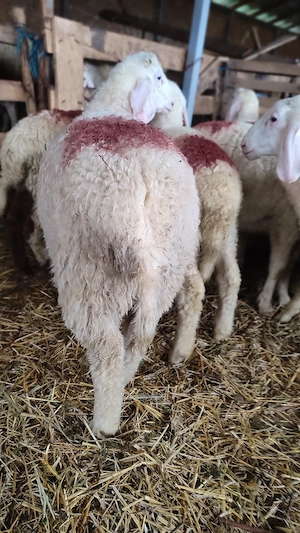 vând berbecuți assaf - imagine 5