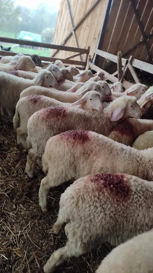 vând berbecuți assaf - imagine 3