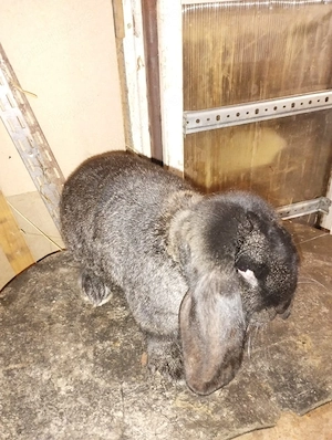 iepuri berbec german mascul