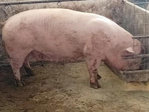 vind scroafe grase - imagine 3