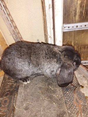 iepuri berbec german mascul - imagine 2