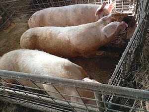 vind scroafe grase - imagine 2