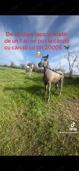 De vânzare 1500 