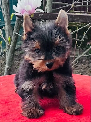 Yorkshire terrier pedigree A