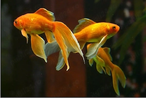 Lichidare iaz crap-caras koi - românesc