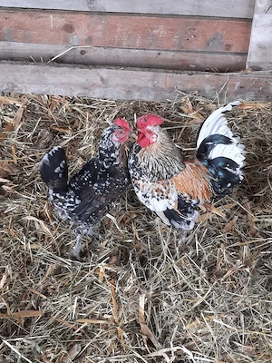 Găinușe Chabo Porțelan