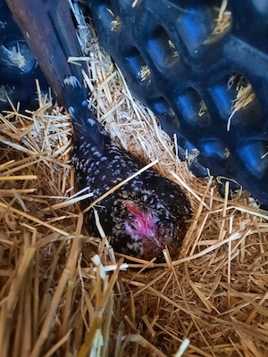 Găinușe Chabo Porțelan - imagine 2