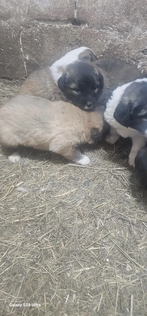 Vând pui ciobănesc caucazian - imagine 4