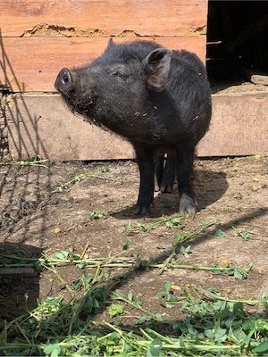 vier vietnamez - imagine 2