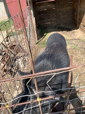 vier vietnamez - imagine 4