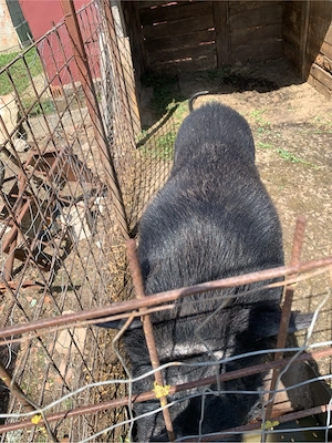 vier vietnamez - imagine 3