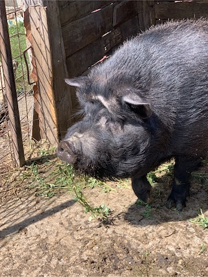 vier vietnamez - imagine 5