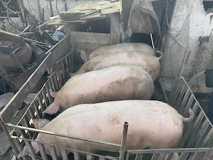 Porci Marele Alb - imagine 2