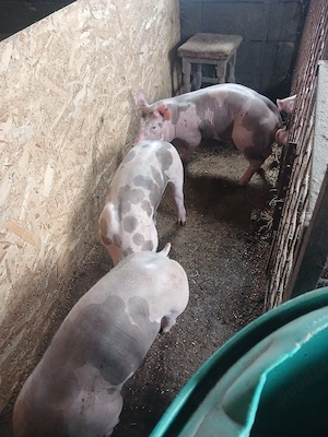 vând purcei  - imagine 2
