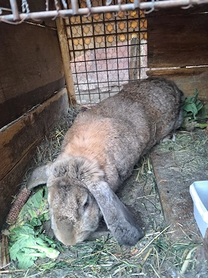 vand iepuroaica  - imagine 4