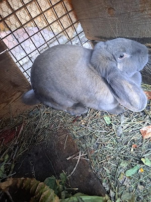 vand iepuroaica  - imagine 5