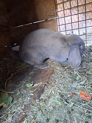 vand iepuroaica  - imagine 2