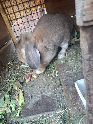 vand iepuroaica  - imagine 3