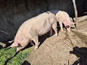 vand scroafe de taiat sau reproducție 