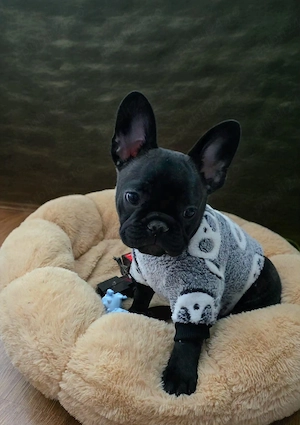 pui bulldog francez fetita - imagine 2