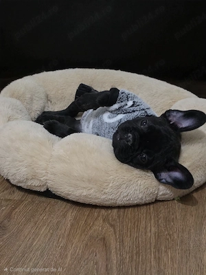 pui bulldog francez fetita - imagine 3