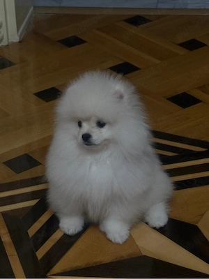 pomeranian 
