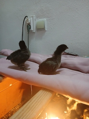 Vând pui Australorp Negru - imagine 3