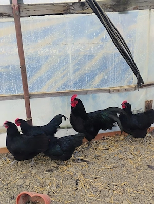 Vând pui Australorp Negru - imagine 5