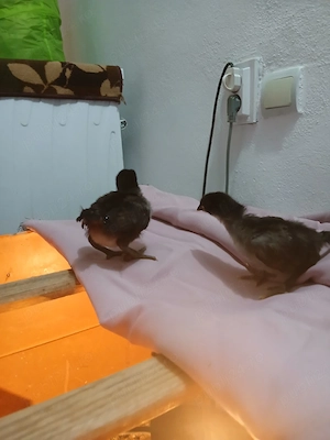 Vând pui Australorp Negru