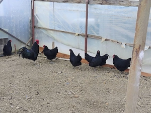 Vând pui Australorp Negru - imagine 2