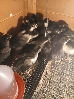 Vând pui Australorp Negru - imagine 4