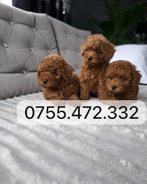 Vand puiuti Pudel Toy  Mini, atat fetite cat si baietei roscati red! Transport - imagine 3