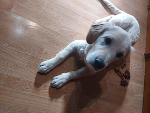 donez golden retriever 