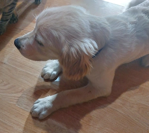 Donez Golden retriever  - imagine 2