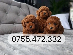 Vand puiuti Pudel Toy  Mini, atat fetite cat si baietei roscati red! Transport