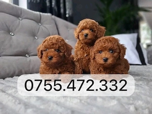 Vand puiuti Pudel Toy  Mini, atat fetite cat si baietei roscati red! Transport - imagine 2