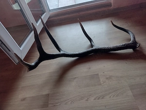 vand CORN 120cm.6raze