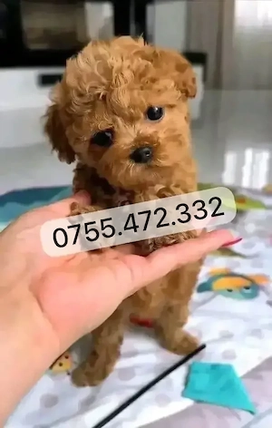 Pui Pudel Toy Mini SUPERBI de vanzare   8 săpt. Livrare! - imagine 2