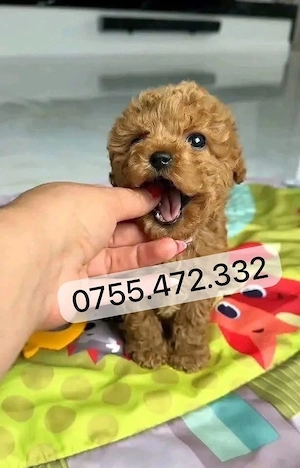 Pui Pudel Toy Mini SUPERBI de vanzare   8 săpt. Livrare! - imagine 3