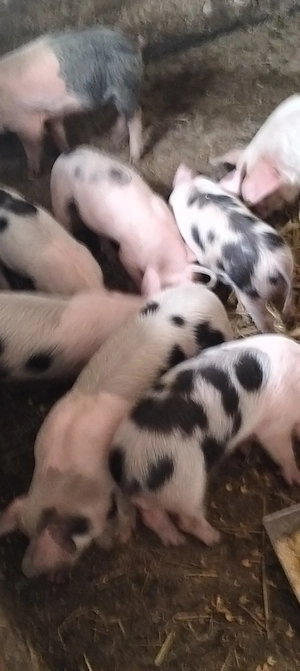 Purcei de 8 săptămâni 