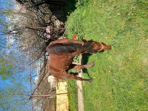  mânz de vânzare de un an