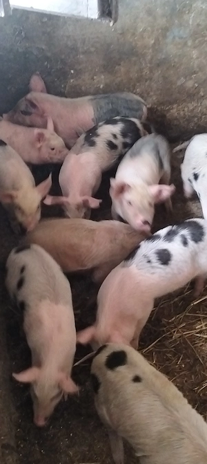 Purcei înțărcați