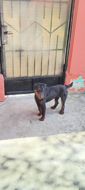 Jagd-Terrier - imagine 2