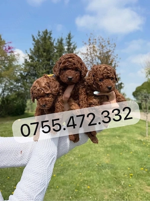 Pudel Toy & Mini deosebiți   disponibili acum, calitate premium! - imagine 2