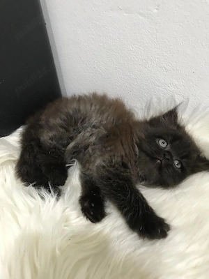 Norvegiană de pădure 