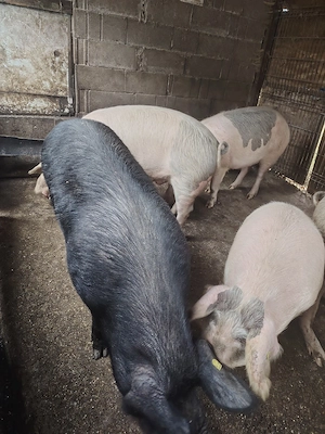 Porci rasa mixta 
