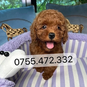 Pui Pudel Toy - Mini   de vanzare! disponibili acum, superbi, gata de plecare! - imagine 2