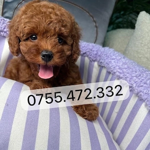 Pui Pudel Toy - Mini   de vanzare! disponibili acum, superbi, gata de plecare!